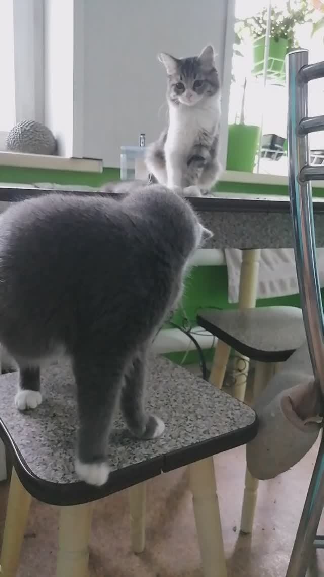 🐱 Кунг-фу котик смотреть онлайн