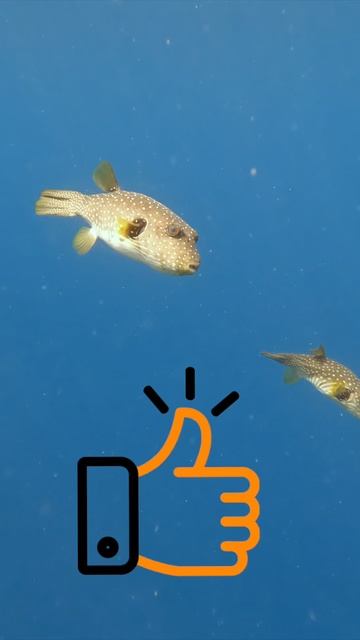 Колючий аротрон