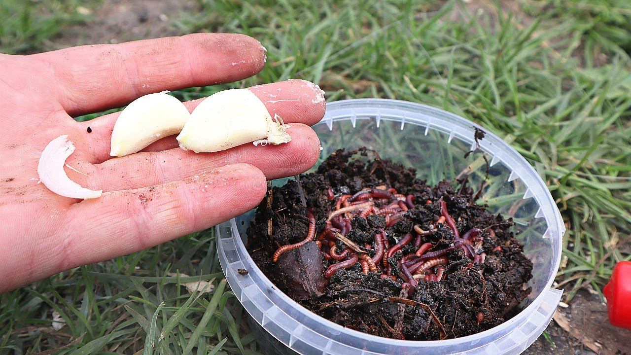 Червяки с чесночным запахом хит этого лета! Делаются только по этому рецепту. Чеснок ароматизатор. смотреть онлайн