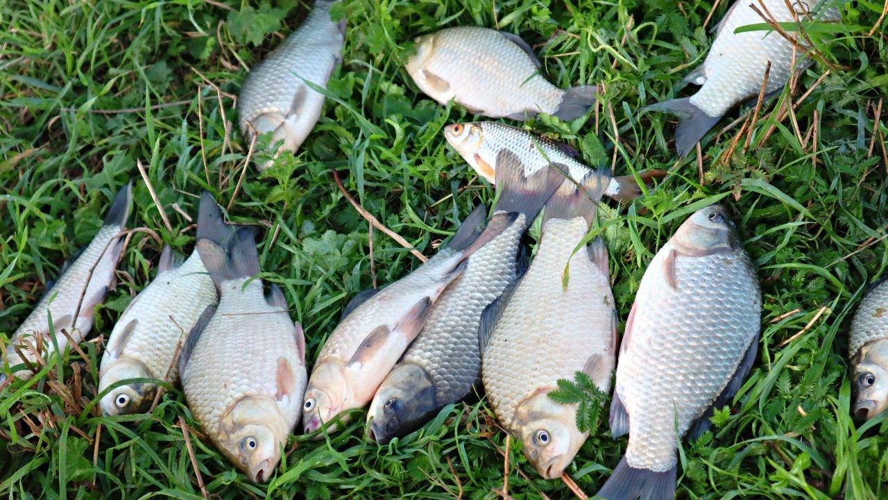 Как наловить много крупного карася в сентябре октябре и на какую наживку С этими секретами ловли ка смотреть онлайн