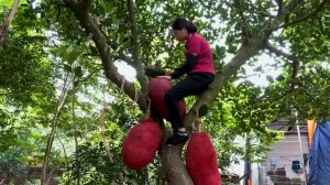 Сбор урожая красного джекфрута. Клейкий рис из джекфрута несу на продажу на рынок. Вьетнам