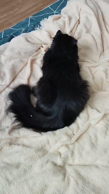 Обзор Пусика