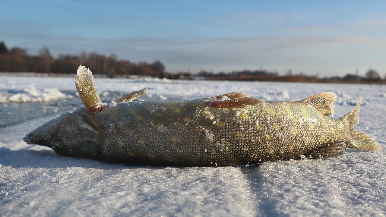 Как ловить щуку в декабре? Все секреты ловли щуки зимой в декабре на жерлицы, балансир и блесну. смотреть онлайн