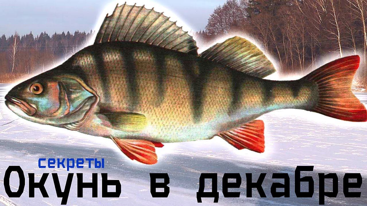 Дедушка на пруду рассказал как наловить много окуня в декабре. Секреты ловли окуня в декабре. смотреть онлайн