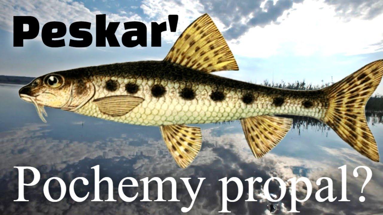 Почему в реках и озерах исчезли пескари? Главная причина исчезновения от которой мурашки по коже. смотреть онлайн