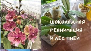 Шоколадная Реанимация Орхидей в размере 1,7. Часть Раз. Что делать со слабыми подростками и гнилью.