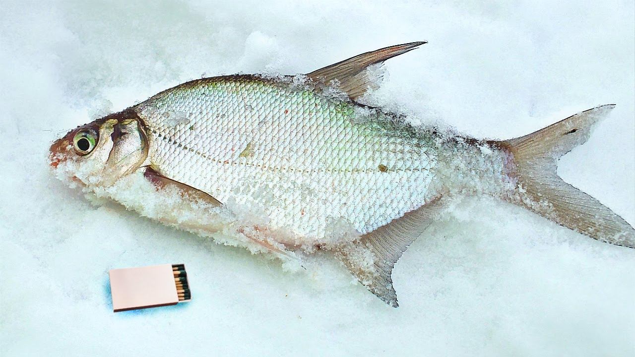 Раскрываю секреты ловли леща в феврале марте со льда. Как ловить леща в глухозимье? смотреть онлайн