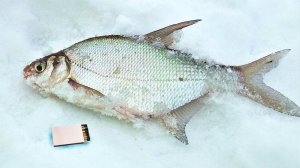 Раскрываю секреты ловли леща в феврале марте со льда.  Как ловить леща в глухозимье?