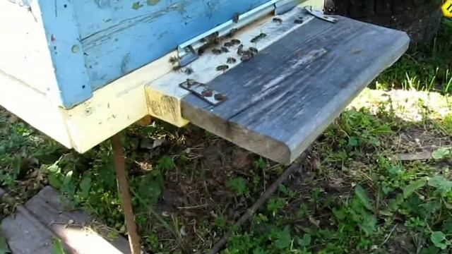 Развитие слабого отводка спустя два месяца. Часть 7 смотреть онлайн