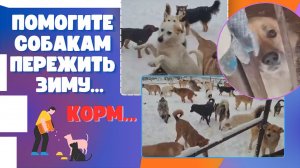 Помогите кормом пережить зиму!
