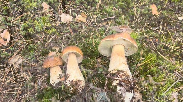 ЗАКОС ЗАКОСОВИЧ ЗАКОСОВ ! БАГАЖНИК БЕЛЫХ ГРИБОВ ЗА Д? смотреть онлайн