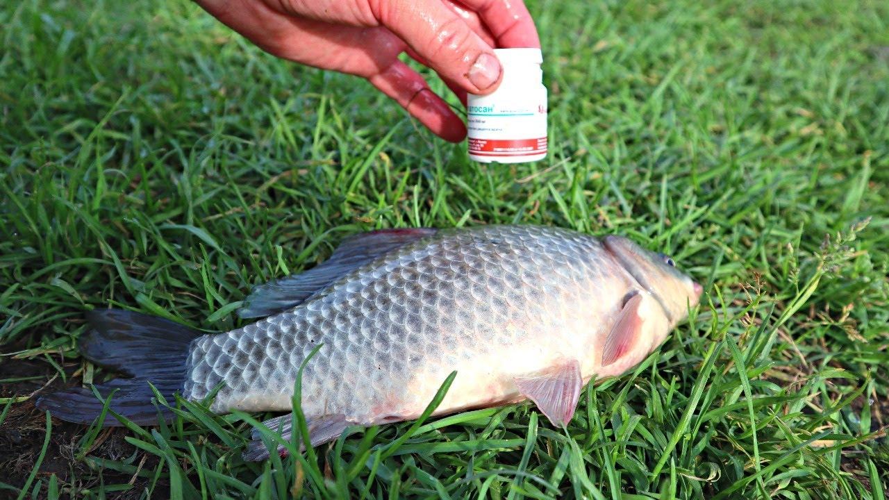 5 секретов ловли карася летом и осенью которые 100%! Будешь ловить крупных и по многу. смотреть онлайн