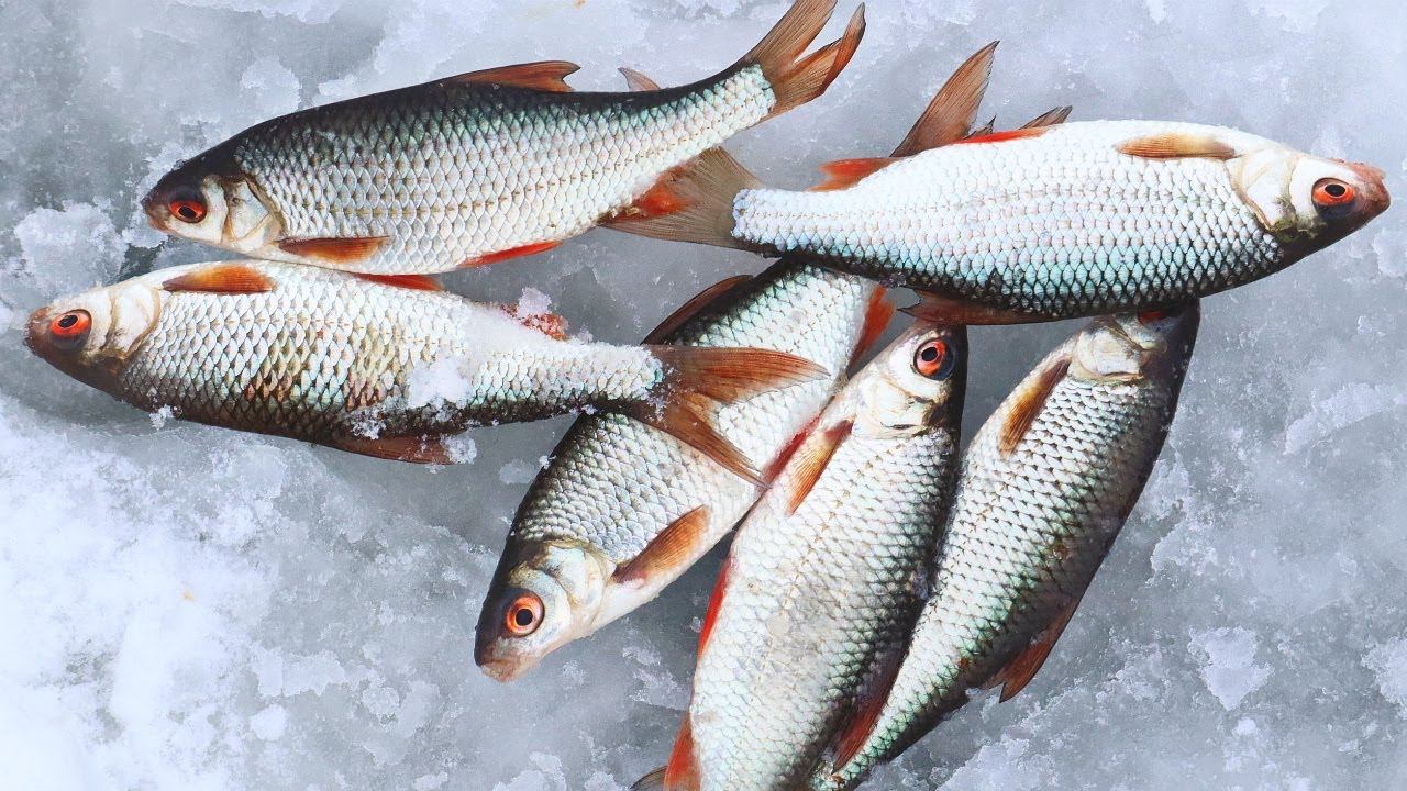 Как наловить не менее ведра плотвы зимой в декабре-январе? Секреты которых нет в интернете. смотреть онлайн