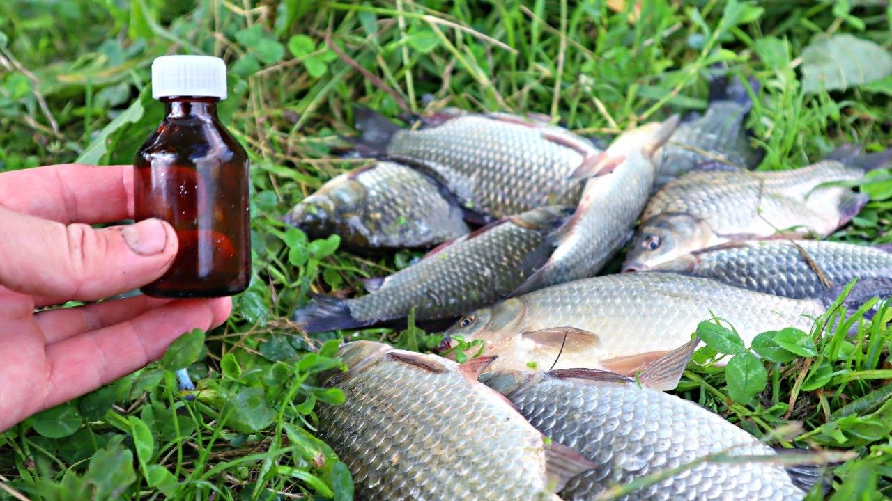 Карась в 10 раз лучше клюет на запах этого аптечного препарата. Хоть летом хоть осенью. смотреть онлайн