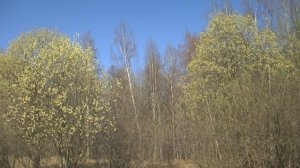 Апрель - прелюдия №3, соч. 17