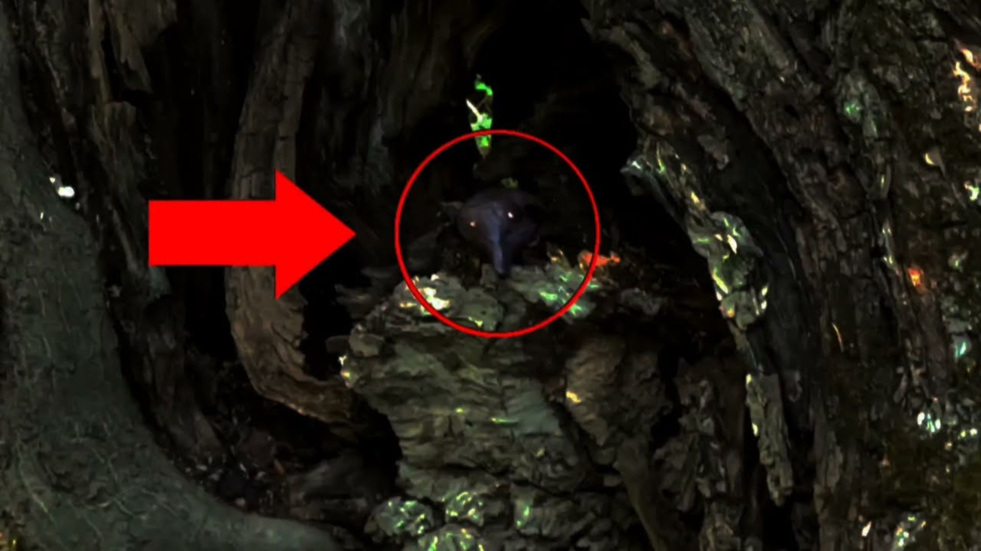 Странное существо случайно попало в камеру видео в лесу