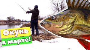 Секреты ловли окуня в марте! Как где и на что ловить окуня весной в марте по открытой воде?
