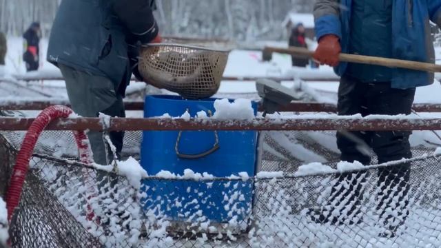 Запуск форели смотреть онлайн