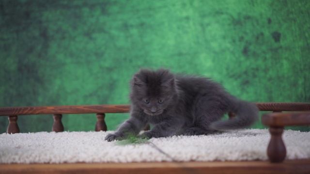 Jonathan 1,5 месяца смотреть онлайн