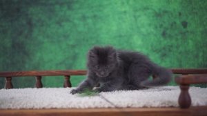 Jonathan 1,5 месяца