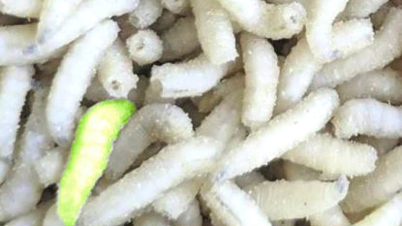 Оказалось на ВАРЕНЫЙ ОПАРЫШ КЛЮЕТ В 5 РАЗ ЛУЧШЕ чем на обычного! Расскажу как приготовить смотреть онлайн