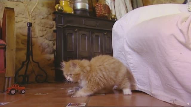 Животные, подобные нам. Игры. ПЕРЕВОД. док.фильм смотреть онлайн