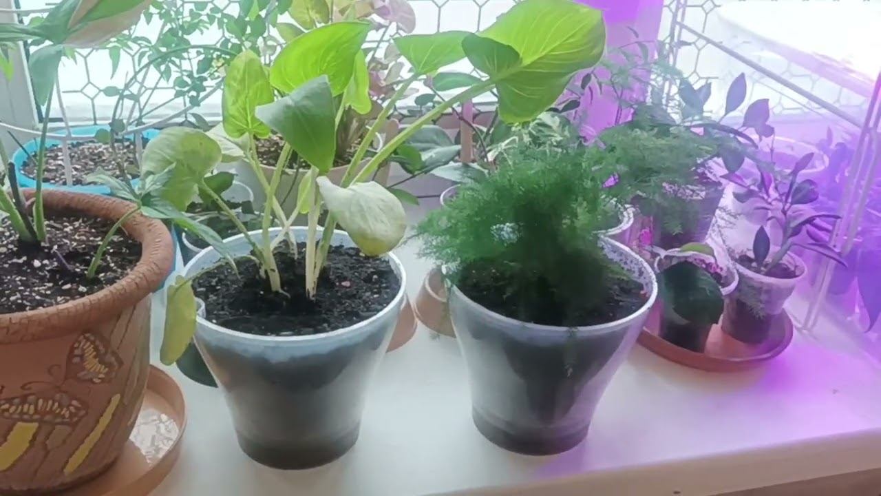 Спасибо, Света! и вопрос. смотреть онлайн