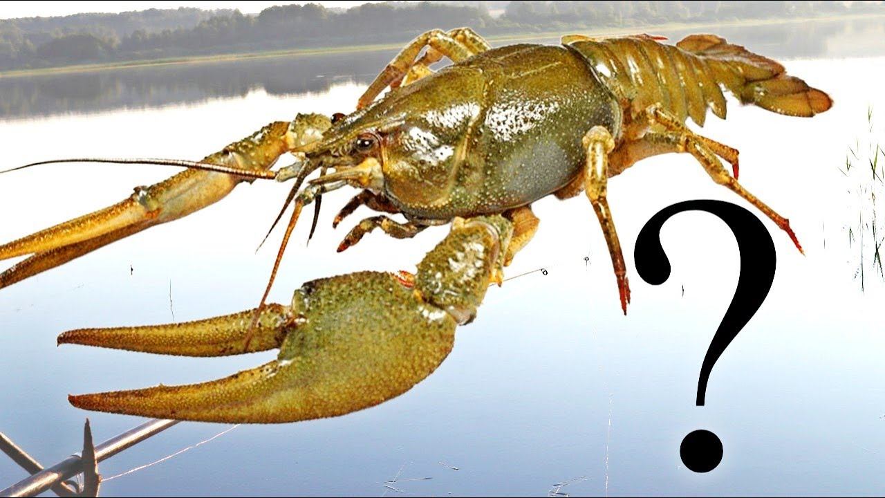 Кто уничтожил всех раков в наших водоемах?! Неприятная правда... смотреть онлайн