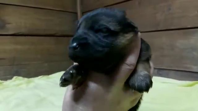 детки девочки от Еремея и Мадеры. смотреть онлайн