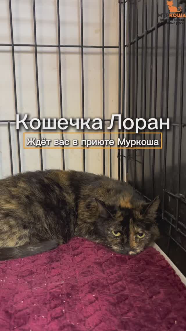 Лоран ждёт вас в приюте #Муркоша смотреть онлайн