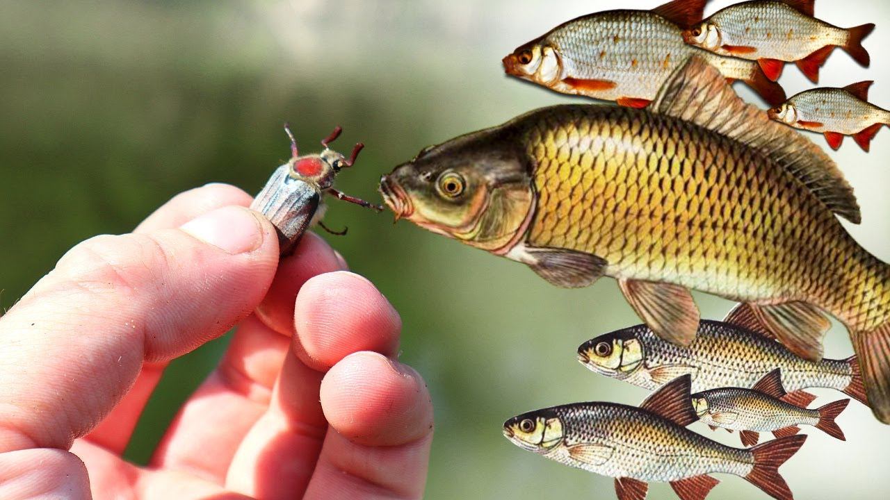 У какой рыбы начинается жор при вылете майского жука? Кто ловится на майского жука? смотреть онлайн