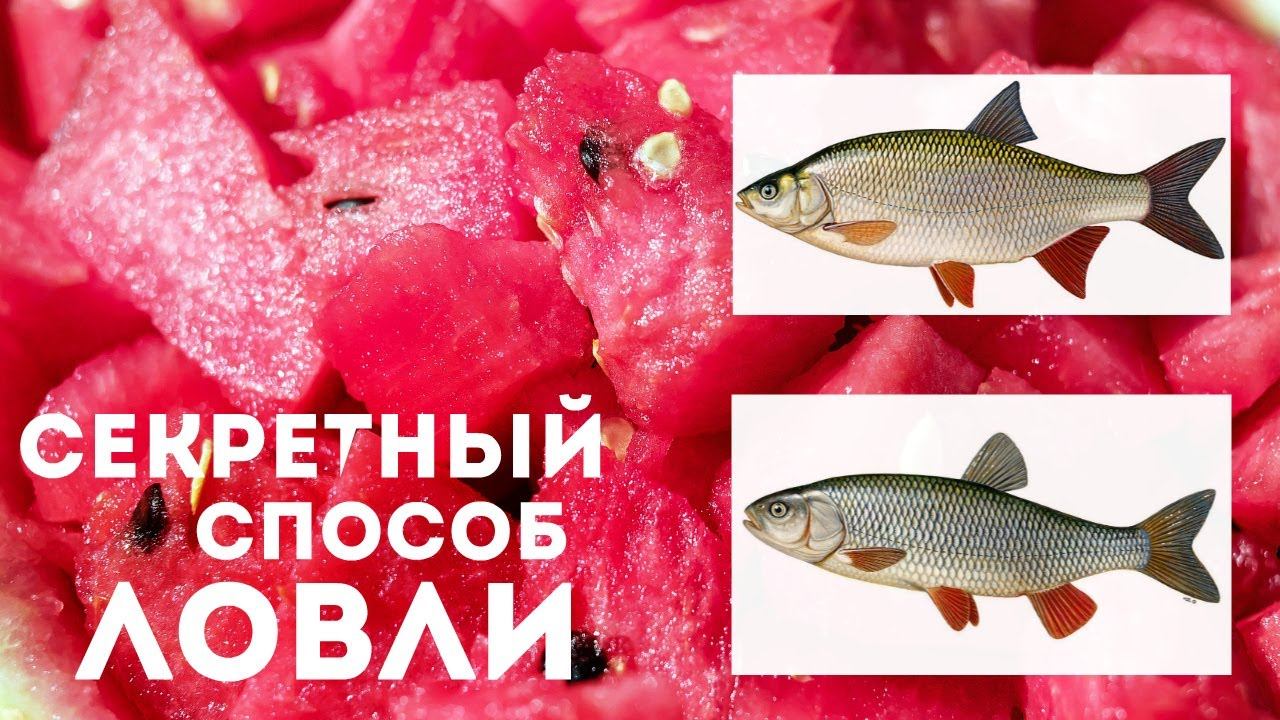 Насадка столетия!! Ловит только крупную рыбу и по многу. Секретный способ ловить рыбу на арбуз. смотреть онлайн