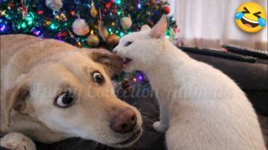 Смешные Кошки-Коты 2025 😸Лучшие приколы с кошками и Животными😸 Кошки😸 Животные- Смешное видео!