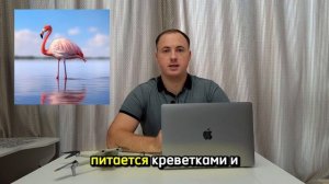 Цвет фламинго