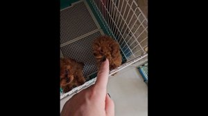 китай питомник пуделей