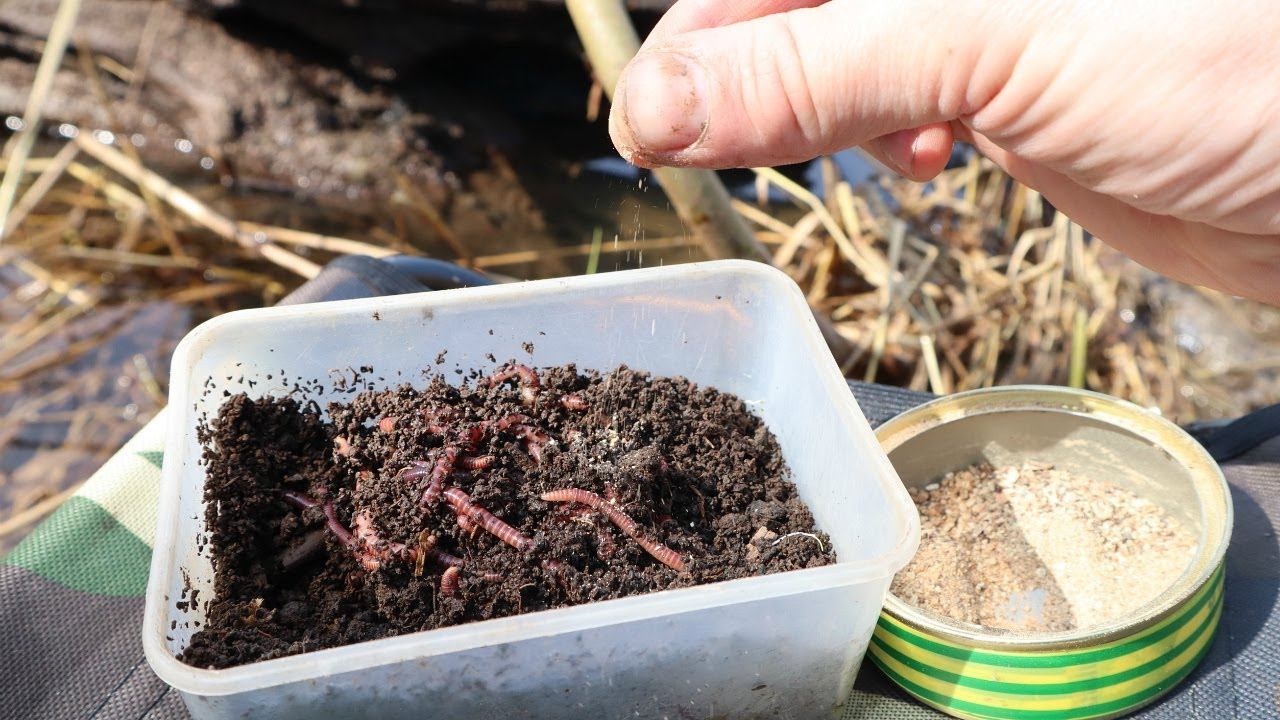 Халвяные черви хит этого сезона! Карась карп лещ будет клевать днем и ночью без остановки. смотреть онлайн