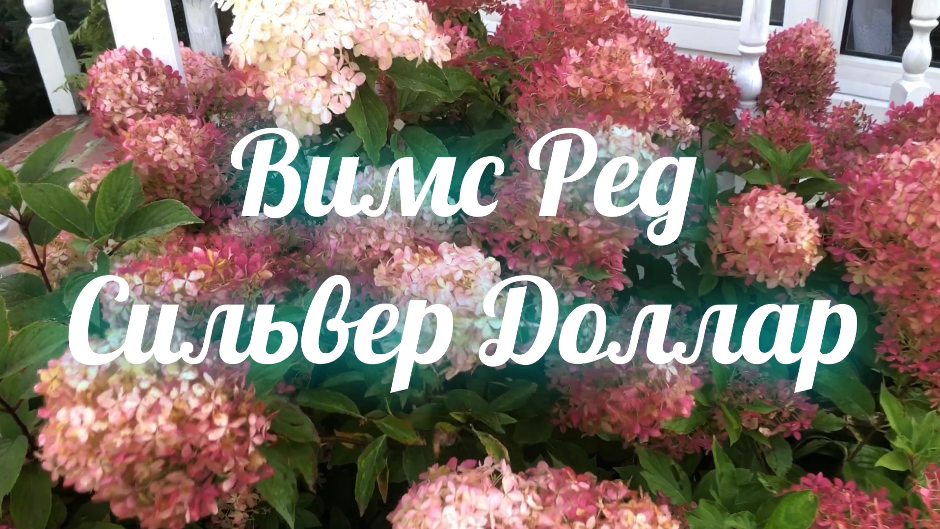Гортензия метельчатая Вимс Ред и Сильвер Доллар 05-11-2025 смотреть онлайн