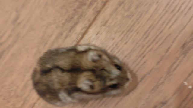 хомяк бегает по полу