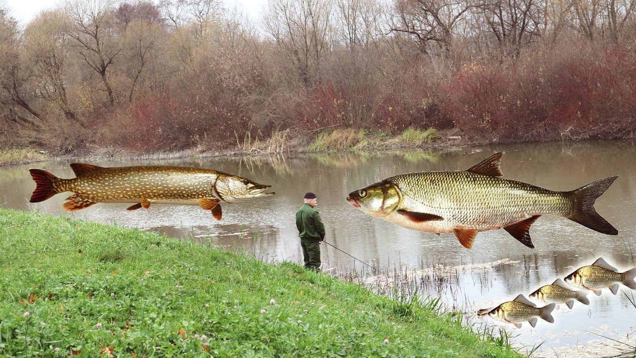 Рыба наваливает по бешеному в октябре ноябре! Секреты ловли крупной рыбы на реке. смотреть онлайн