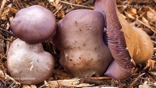 Рядовка грязная (Lepista sordida) смотреть онлайн