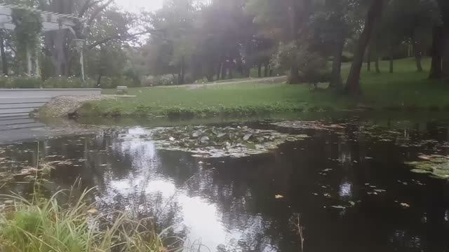 Санкт-Петербург, Петергоф  . Хмелёвый пруд. Парк Александрия.