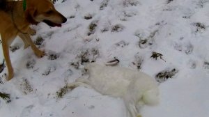 Охота на зайца 25.12.2025. Быстро нашли - хорошо погоняли!
