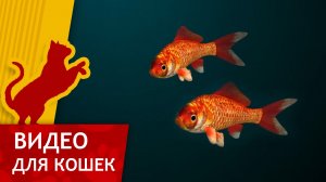 Видео для кошек - Поймай Красную рыбку (Ваш кот будет доволен!)