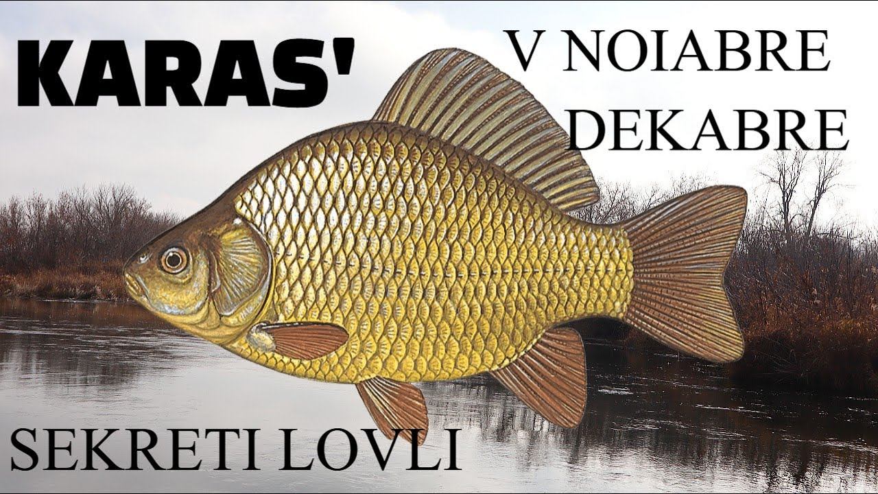 Секреты ловли карася в ноябре декабре! Как на что и где ловится крупный карась в ноябре декабре? смотреть онлайн