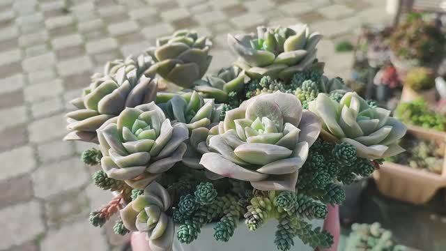 Граптоверия Лавли Роуз смотреть онлайн