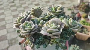 Граптоверия Лавли Роуз