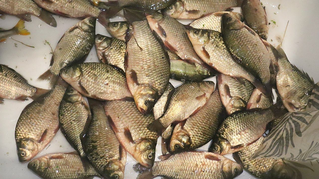 Особенности ловли карася леща и плотвы осенью в октябре ноябре. В это время можно ловить и по многу. смотреть онлайн