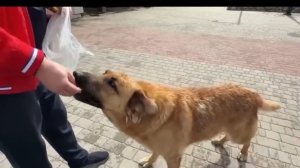 Миша. 🙏😥 Мягких облачков... 🙏