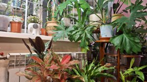 Предновогодняя суета продолжается