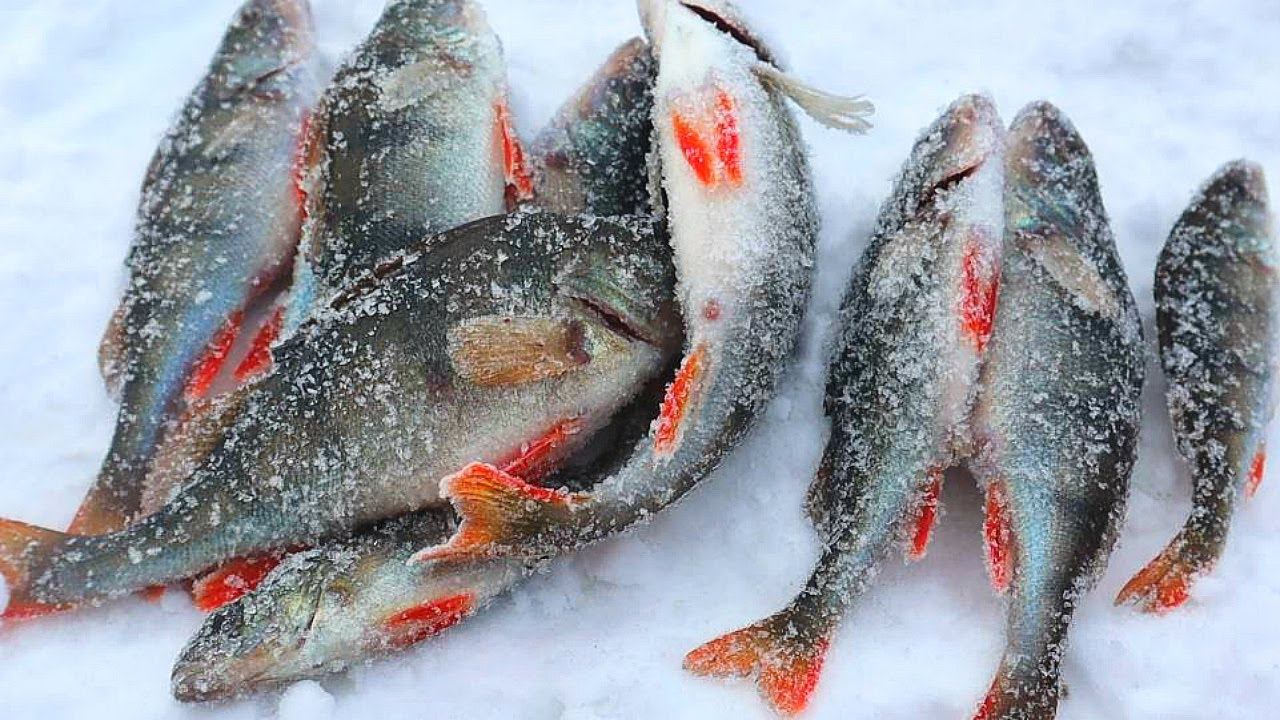 Где искать окуня в декабре ноябре после образования льда? 4 золотых совета для вашего большого улова смотреть онлайн